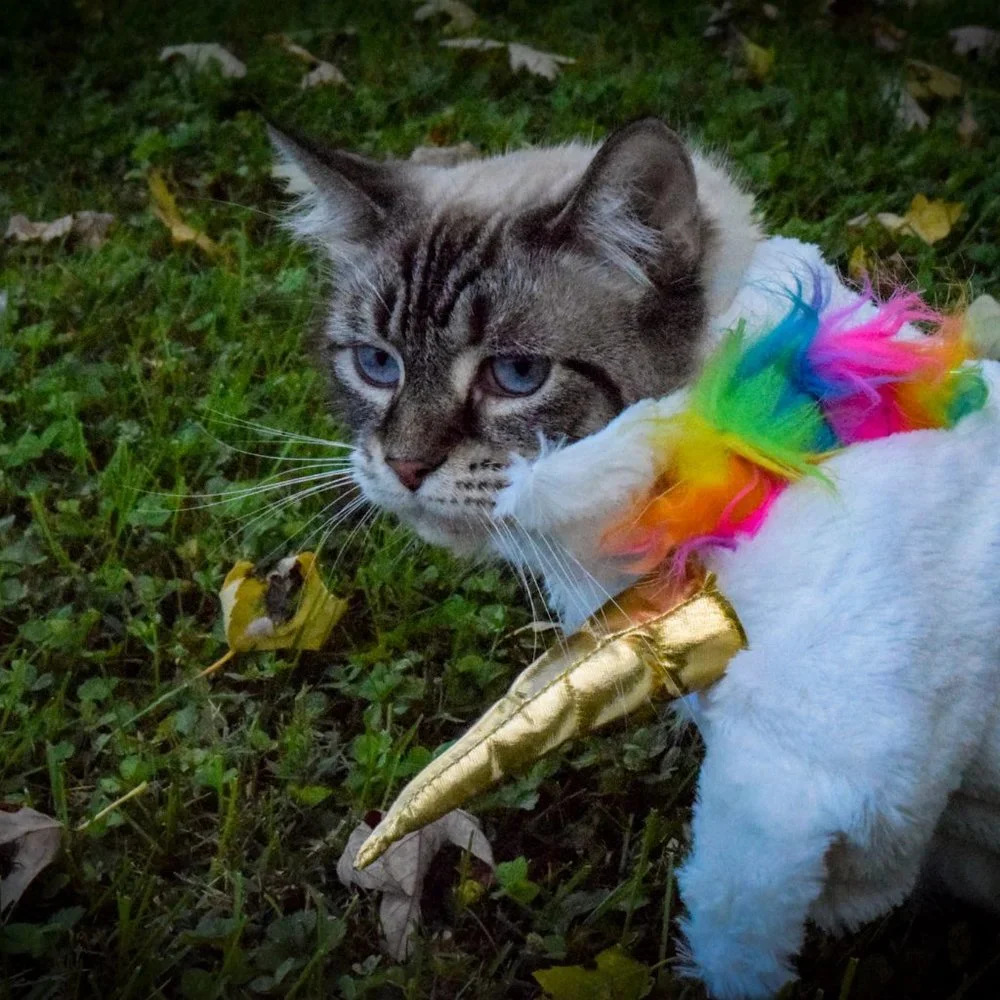 Unicorn cat Halloween costume